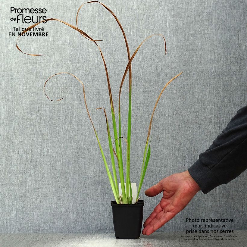 Iris pseudacorus - Yellow Flag 8/9 cm pot sample as delivered in autumn