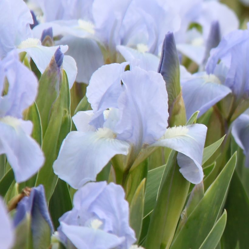 Iris Azurea - Dwarf Iris (Flowering)