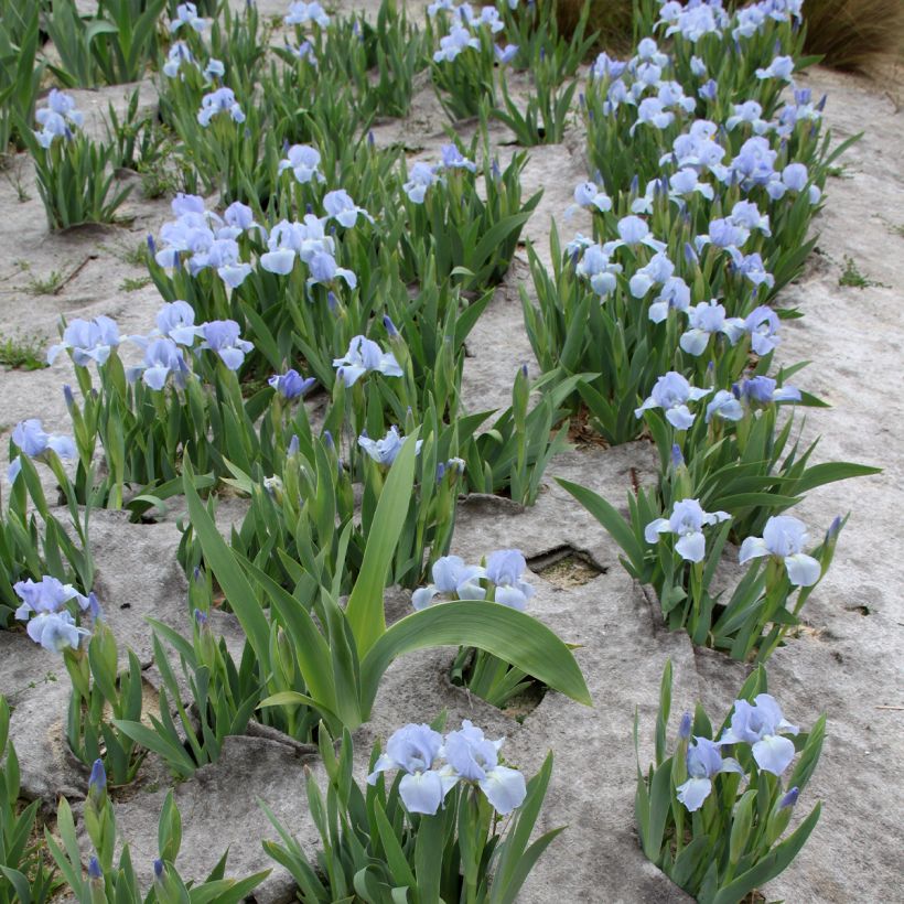 Iris Azurea - Dwarf Iris (Plant habit)