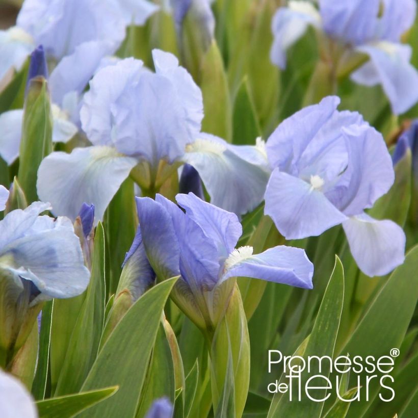 Iris Blue Denim - Dwarf bearded Iris (Flowering)