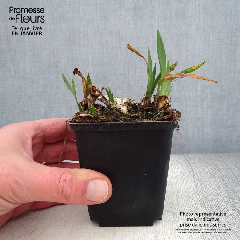 Iris pumila Brannigan - Iris nain ou de rocaille Rhizome ou godet sample as delivered in winter