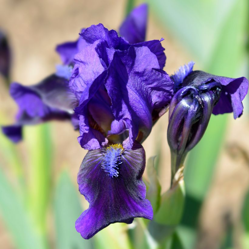 Iris Brannigan - Dwarf bearded Iris (Flowering)