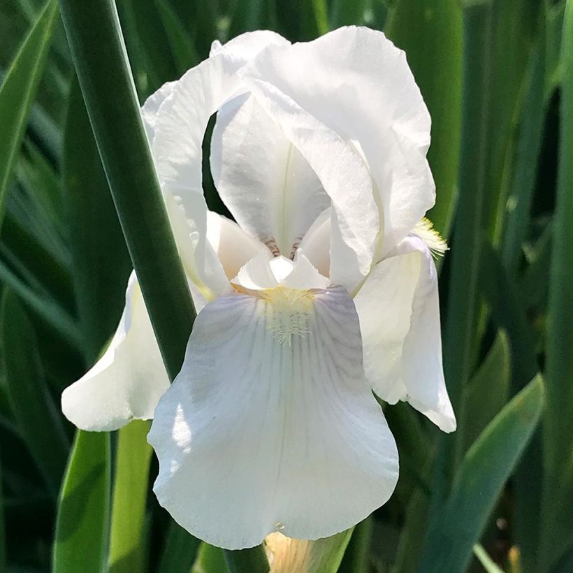 Iris pumila Bright White - Dwarf bearded Iris (Flowering)