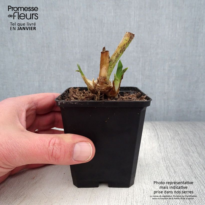 Iris pumila Daring Do - Iris nain ou de rocaille Rhizome ou godet sample as delivered in winter