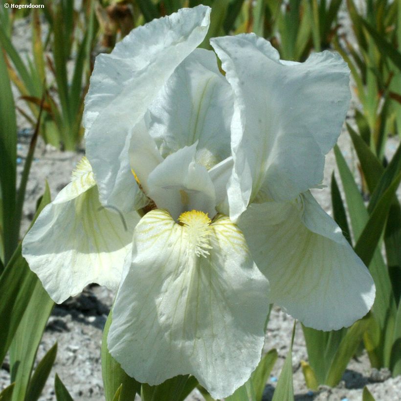 Iris pumila Dream Stuff - Dwarf bearded Iris (Flowering)