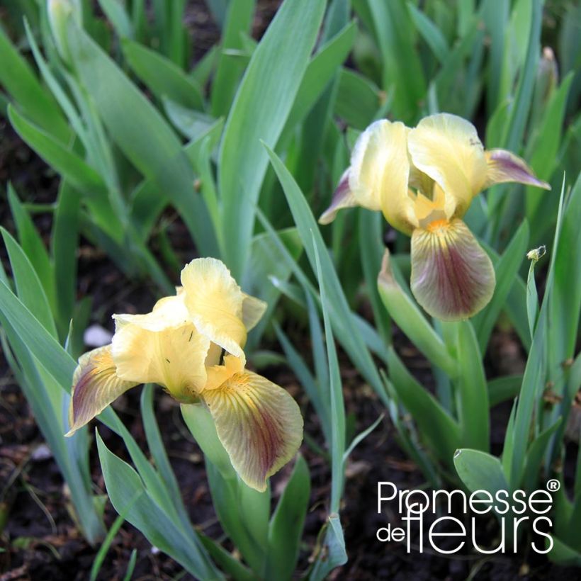 Iris Green Spot - Bearded iris (Foliage)