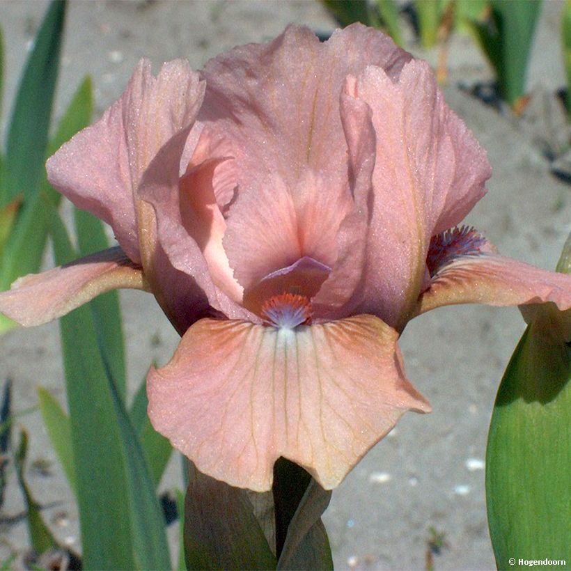 Iris pumila Volts - Dwarf bearded Iris (Flowering)