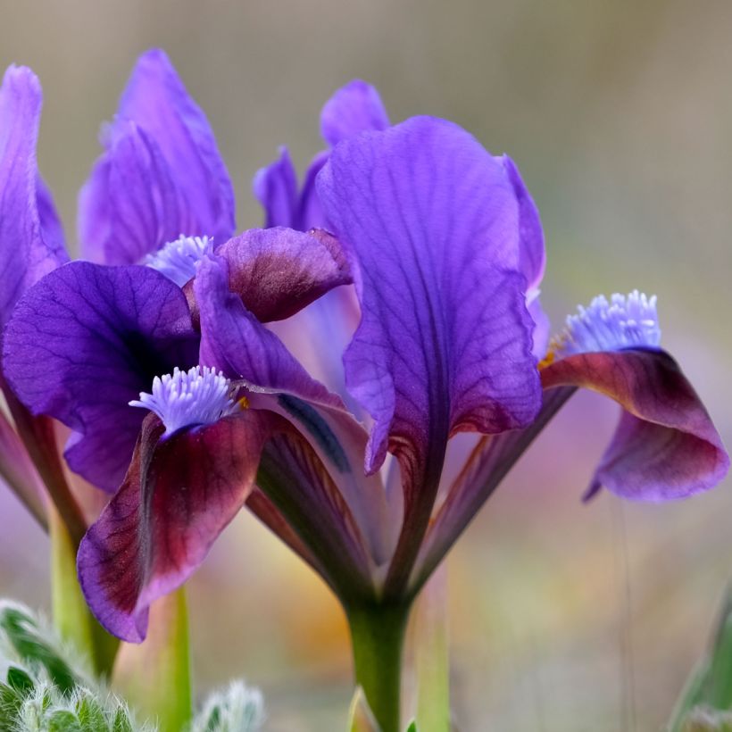 Iris Daring Do - Dwarf bearded Iris (Flowering)