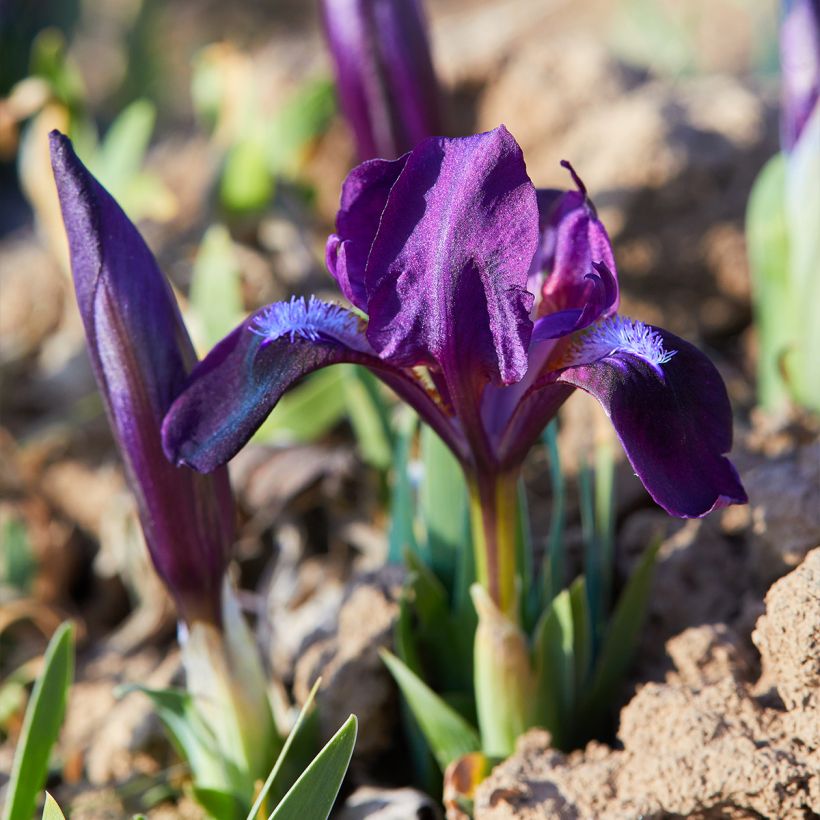 Iris Daring Do - Dwarf bearded Iris (Plant habit)