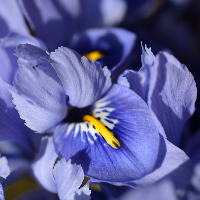 Iris reticulata Alida - Netted iris (Flowering)