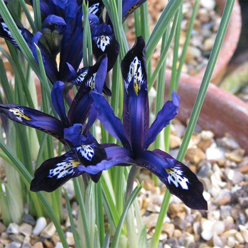 Iris reticulata Blue Note - Netted iris (Flowering)