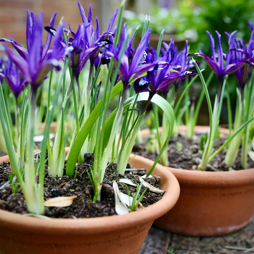 Iris reticulata Blue Note - Netted iris (Plant habit)