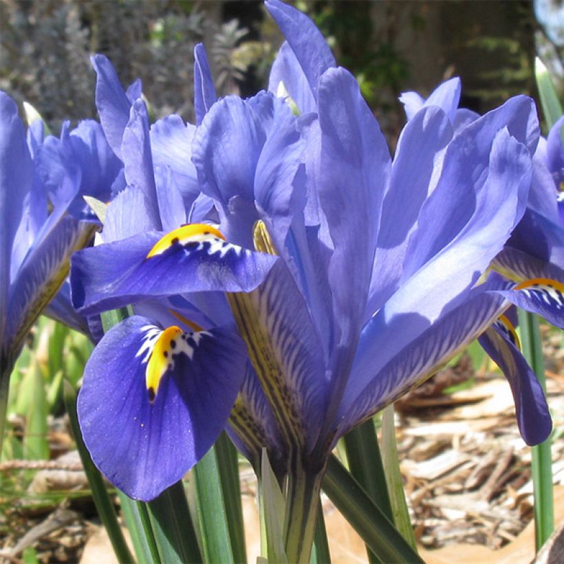 Iris reticulata Cantab - Netted iris (Flowering)