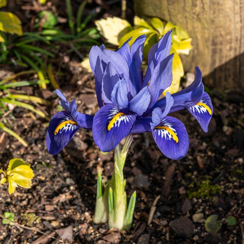 Iris reticulata Harmony (Plant habit)