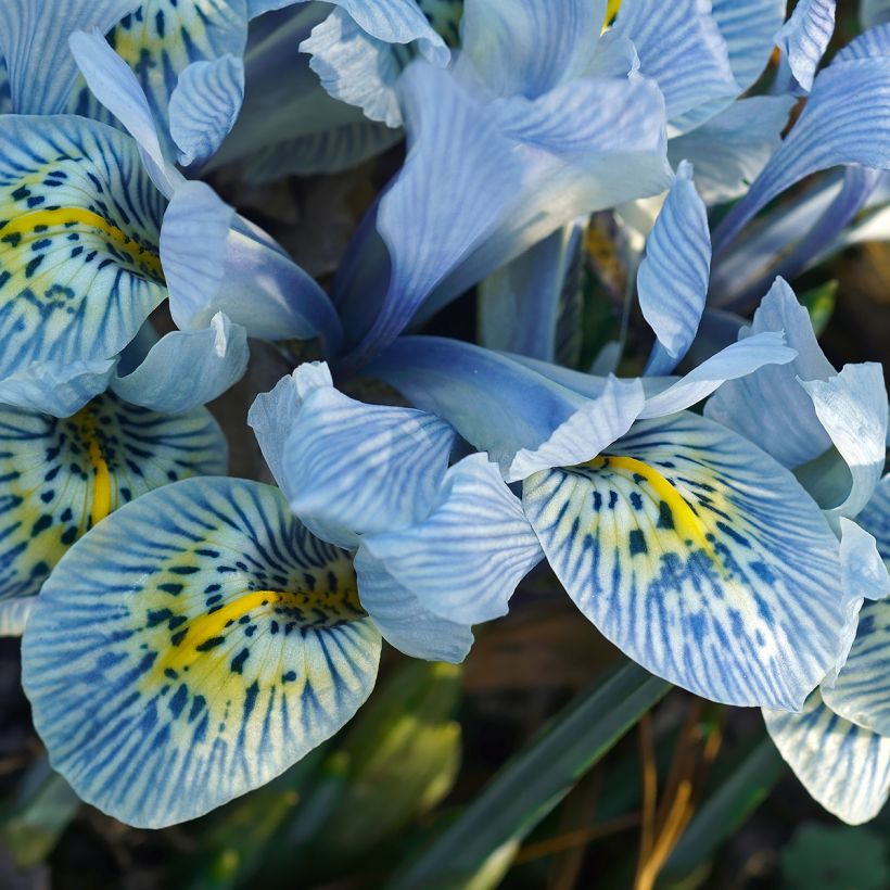 Iris reticulata Katharina Hodgkin (Flowering)