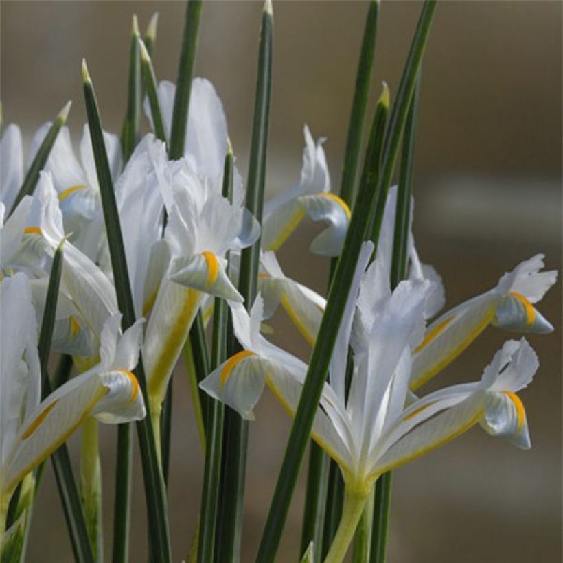 Iris reticulata Natascha (Flowering)