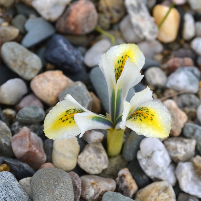 Iris reticulata North Star (Flowering)