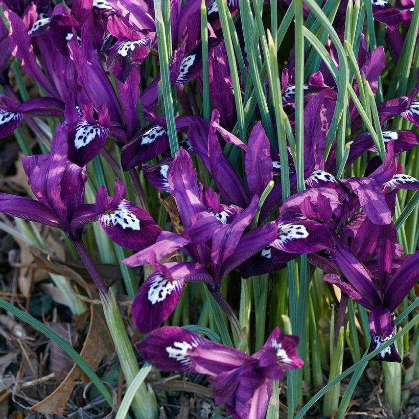 Iris reticulata Pauline (Plant habit)