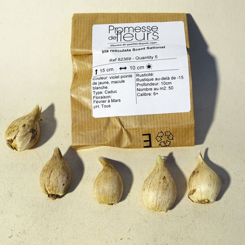 Example of Iris reticulata Scent Sational specimen as delivered