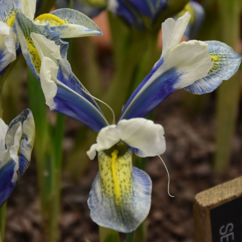 Iris reticulata Sea Breeze - Netted iris (Flowering)