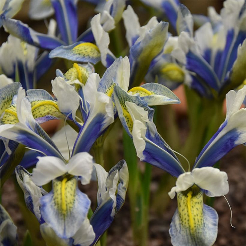 Iris reticulata Sea Breeze - Netted iris (Flowering)