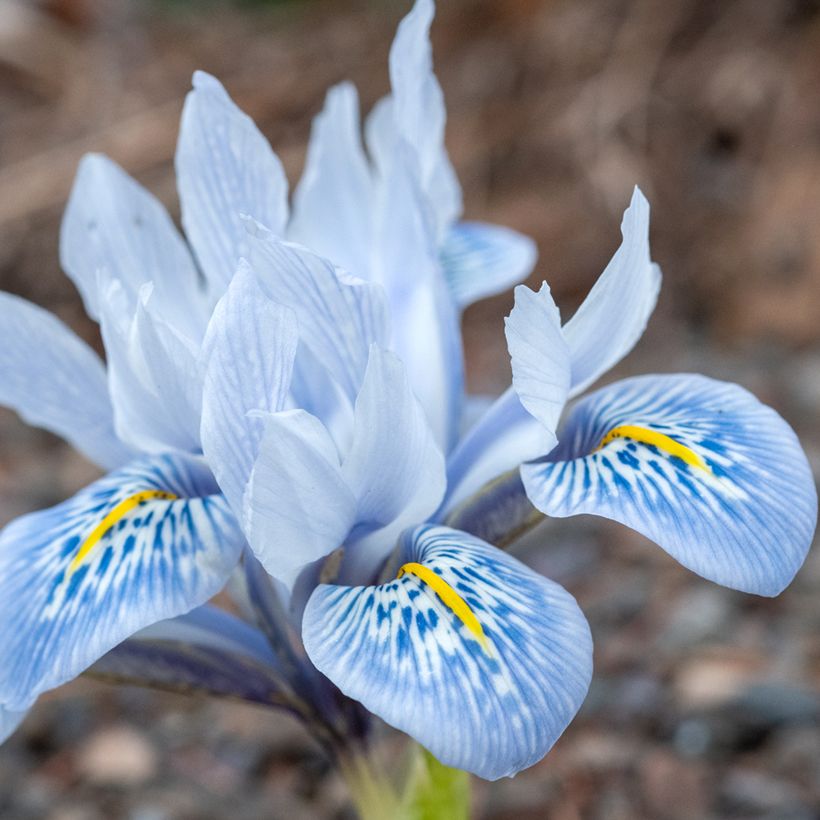 Iris reticulata Sheila Ann Germaney (Flowering)