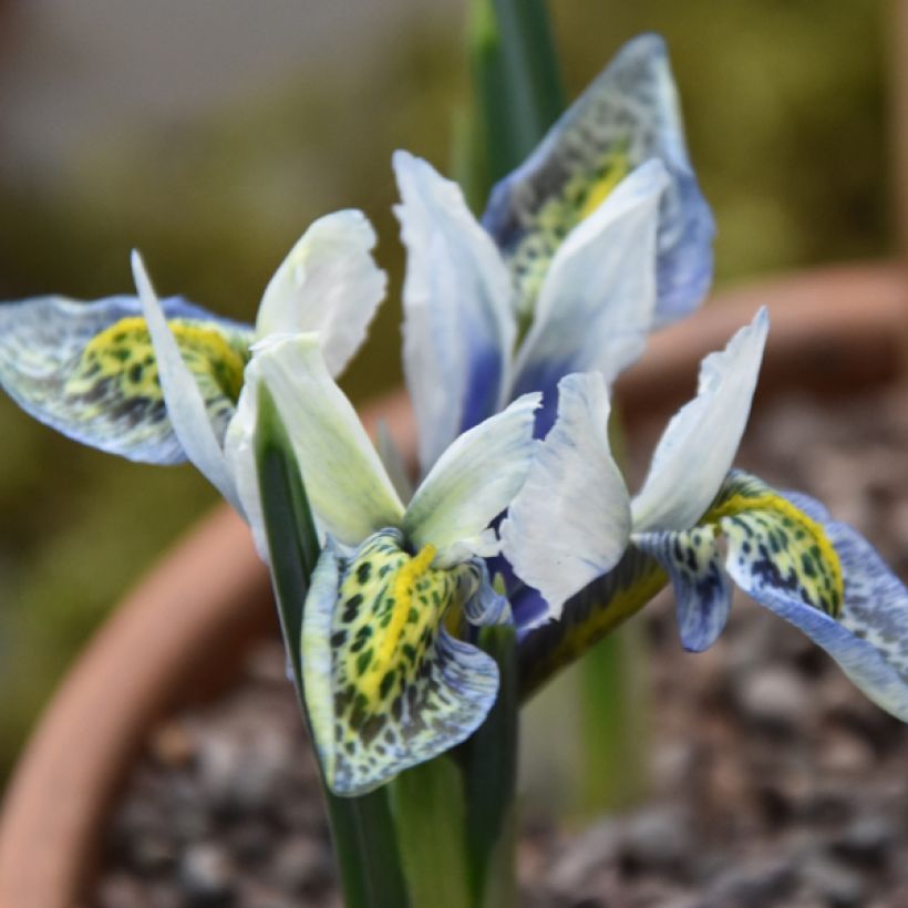 Iris reticulata Splish Splash (Flowering)