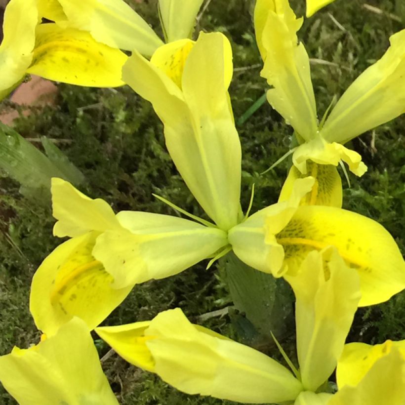 Iris reticulata Sunshine (Flowering)