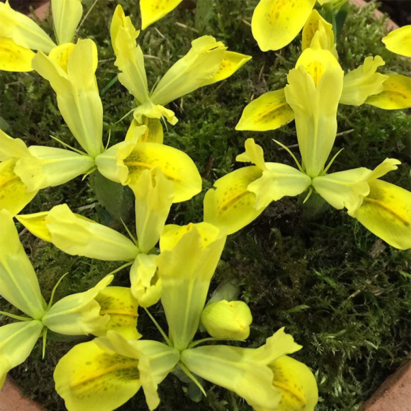 Iris reticulata Sunshine (Flowering)