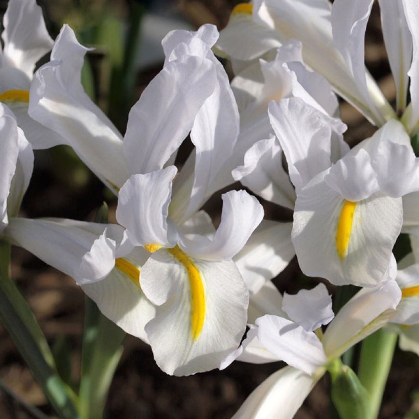 Iris reticulata White Caucasus - Netted iris (Flowering)