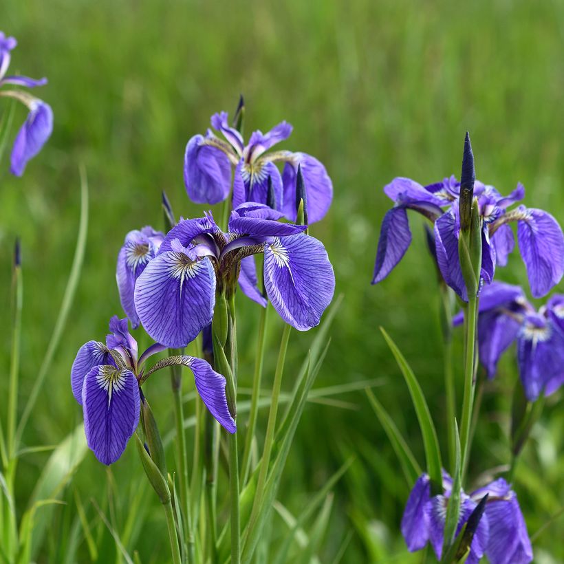 Iris setosa (Plant habit)