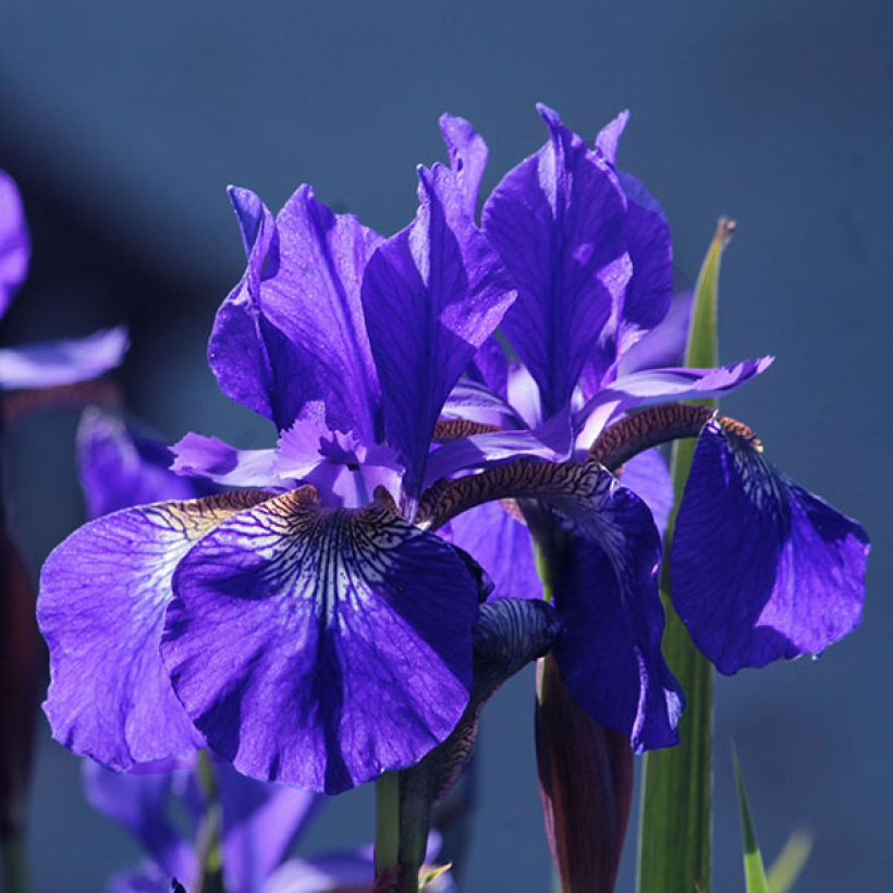 Iris sibirica Blue King - Siberian Iris (Flowering)