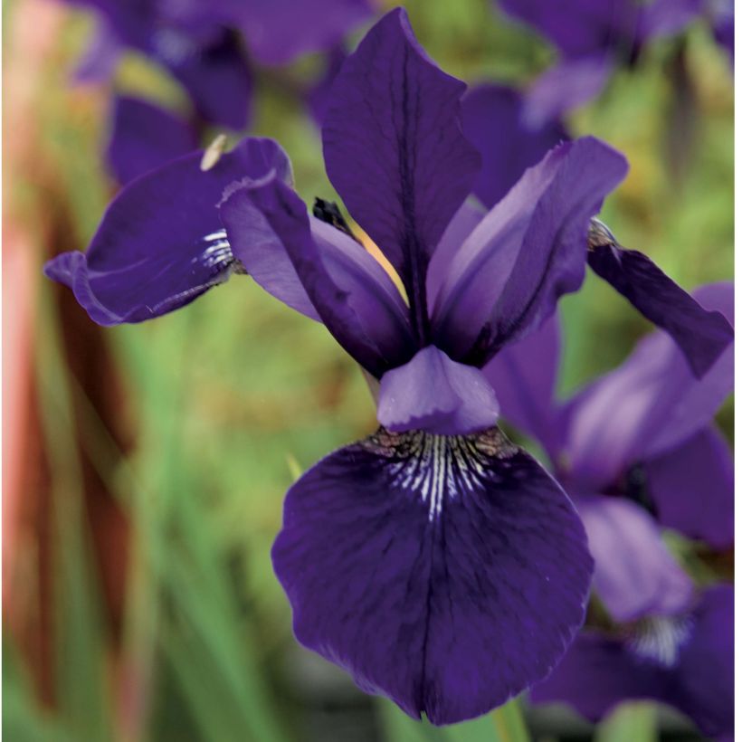 Iris sibirica Caesars Brother - Siberian Iris (Flowering)