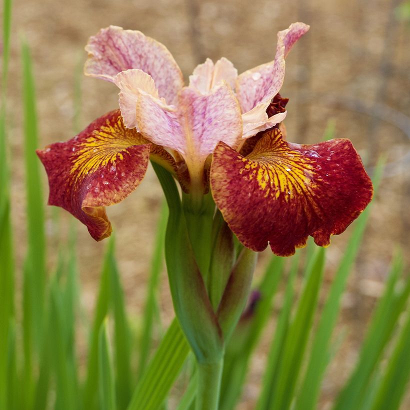 Iris sibirica Paprikash - Siberian Iris (Flowering)