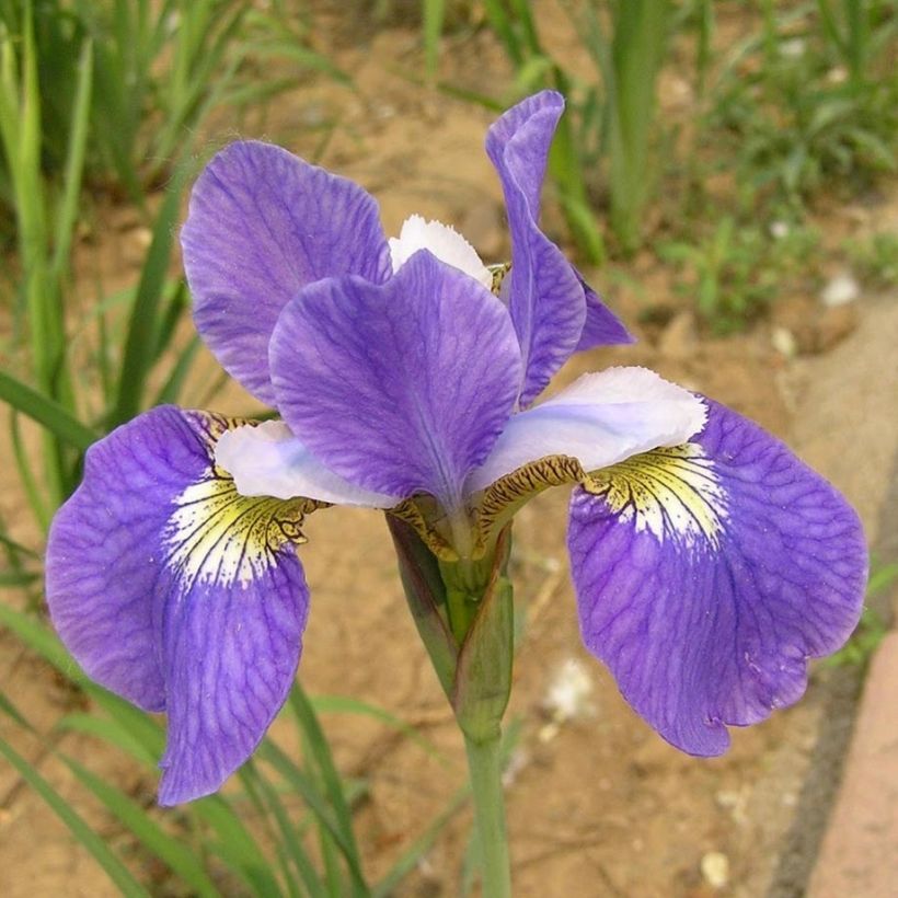 Iris sibirica Perrys Blue - Siberian Iris (Flowering)