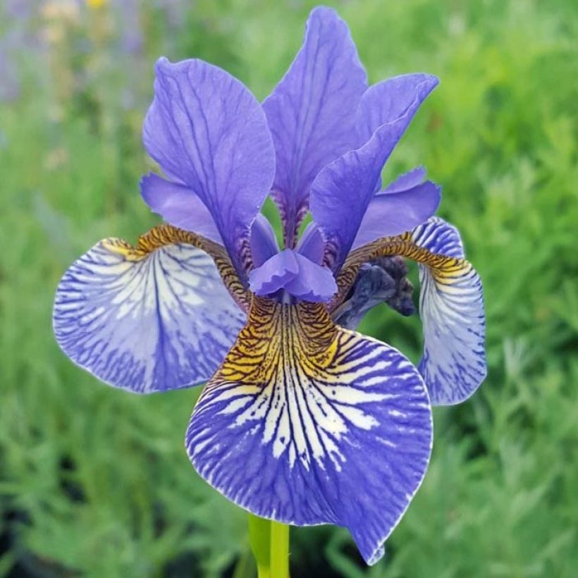 Iris sibirica Persimmon - Siberian Iris (Flowering)