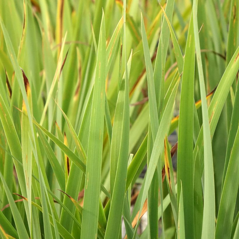 Iris sibirica Purplelicious - Siberian Iris (Foliage)