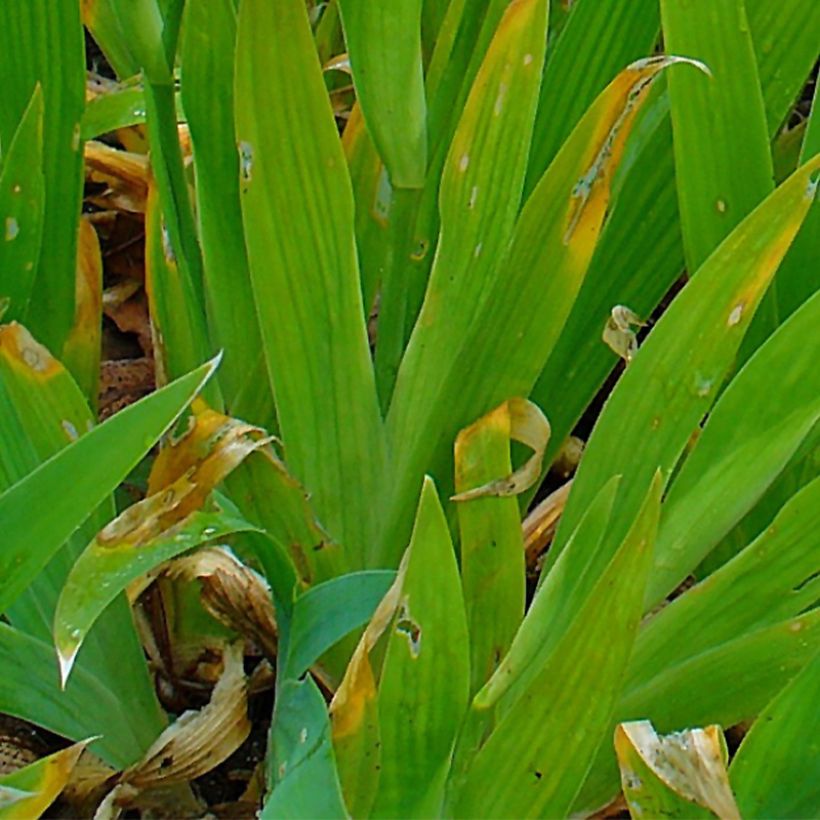 Iris tectorum (Foliage)