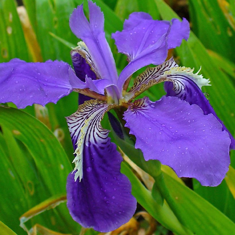 Iris tectorum (Flowering)