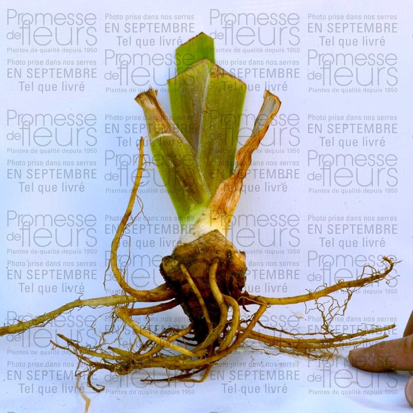 Example of Iris Total Recall specimen as delivered