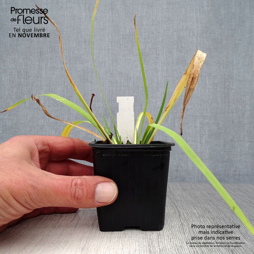Iris versicolor - Water Iris 8/9 cm pot sample as delivered in autumn