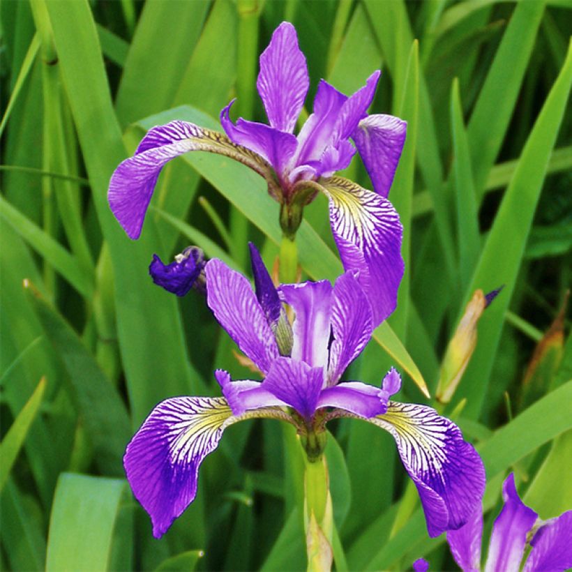 Iris versicolor Kermesina - Water Iris (Flowering)