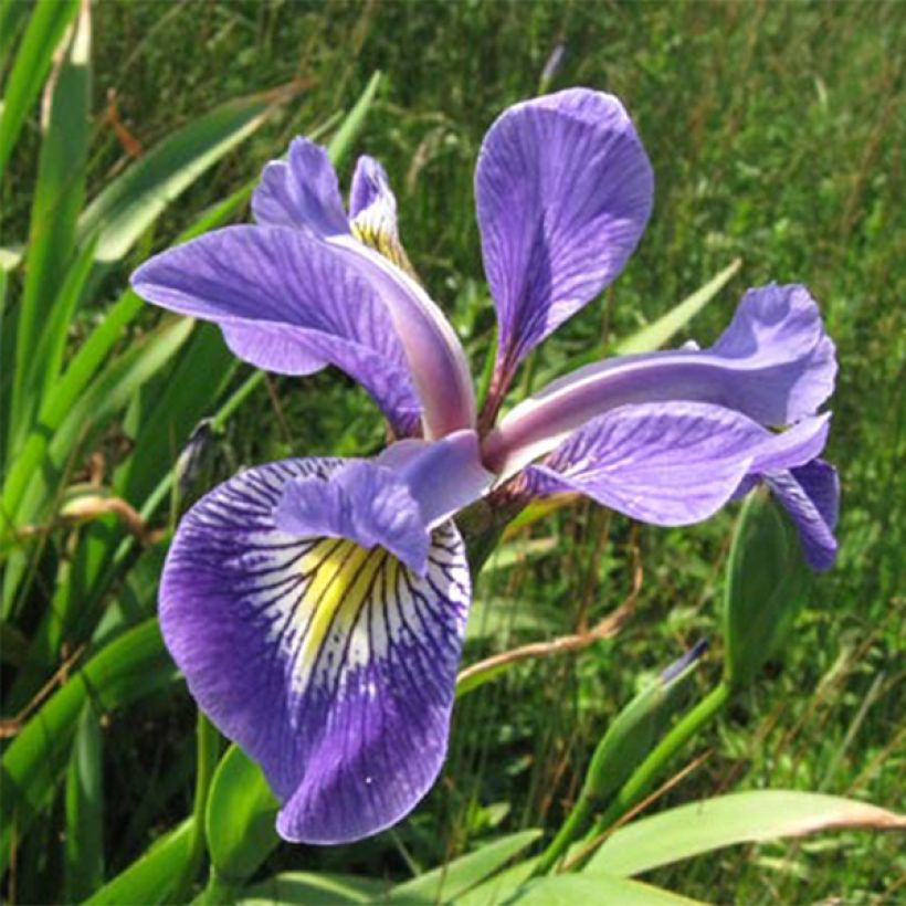 Iris versicolor Variegata - Water Iris (Flowering)