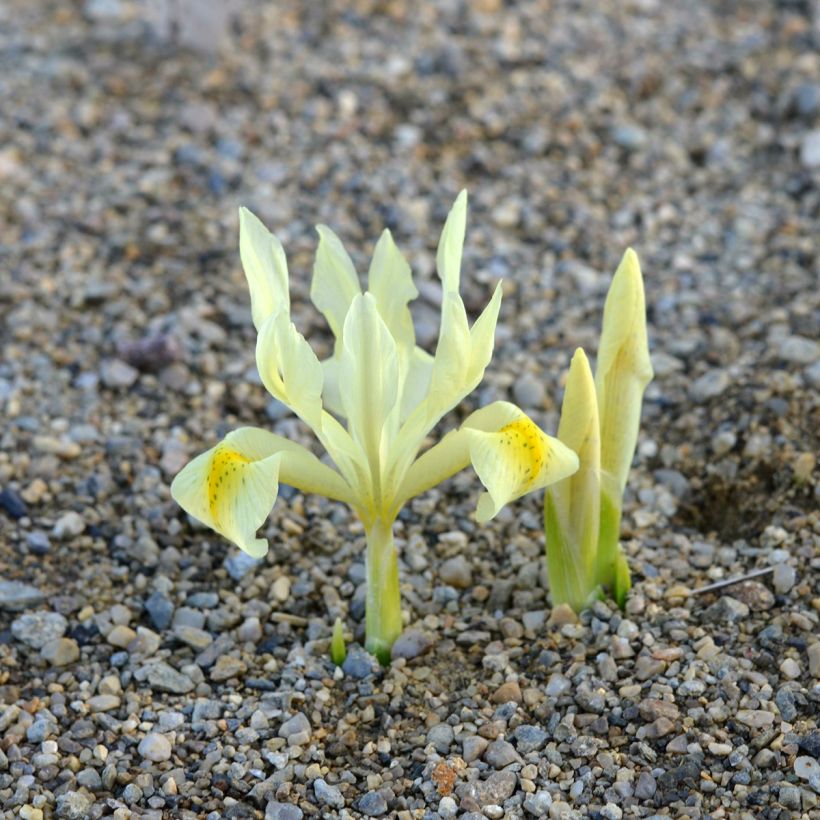 Iris winogradowii  (Plant habit)