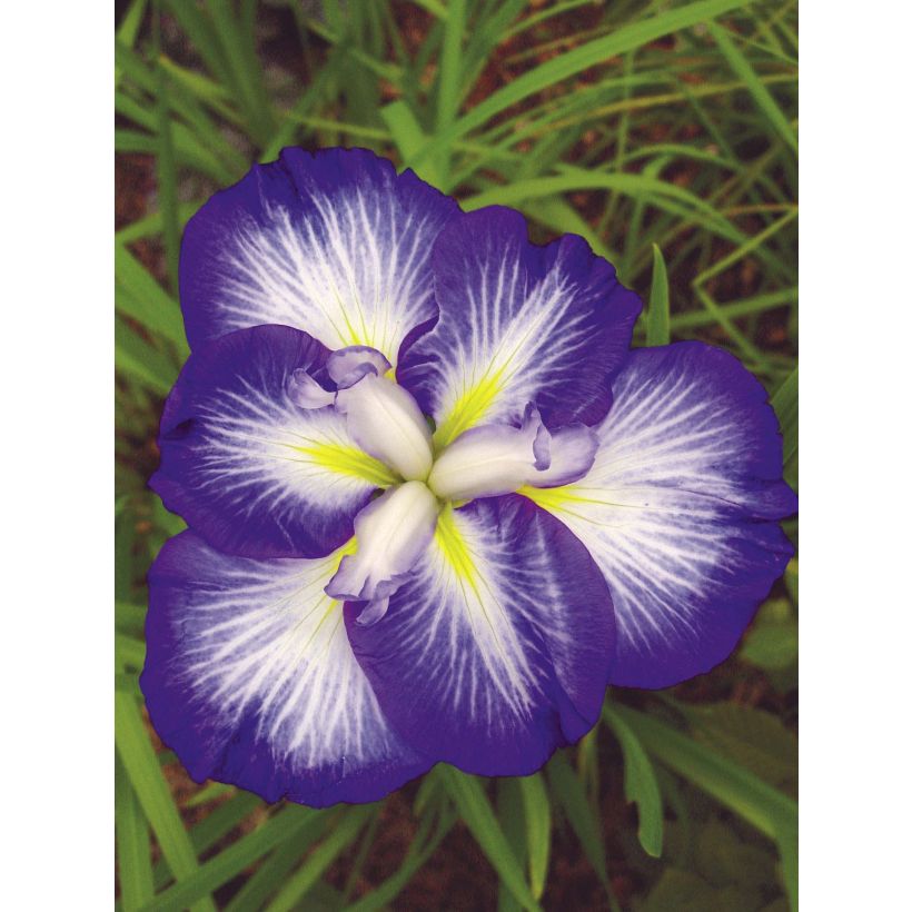 Iris ensata Gusto - Japanese Water Iris (Flowering)