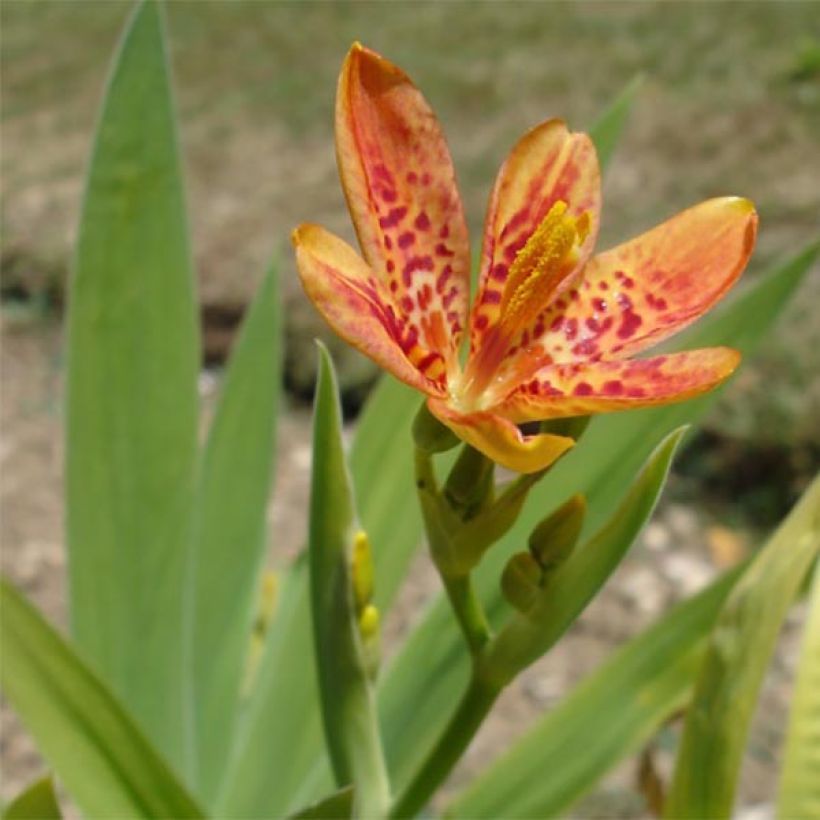 Belamcanda chinensis (Flowering)