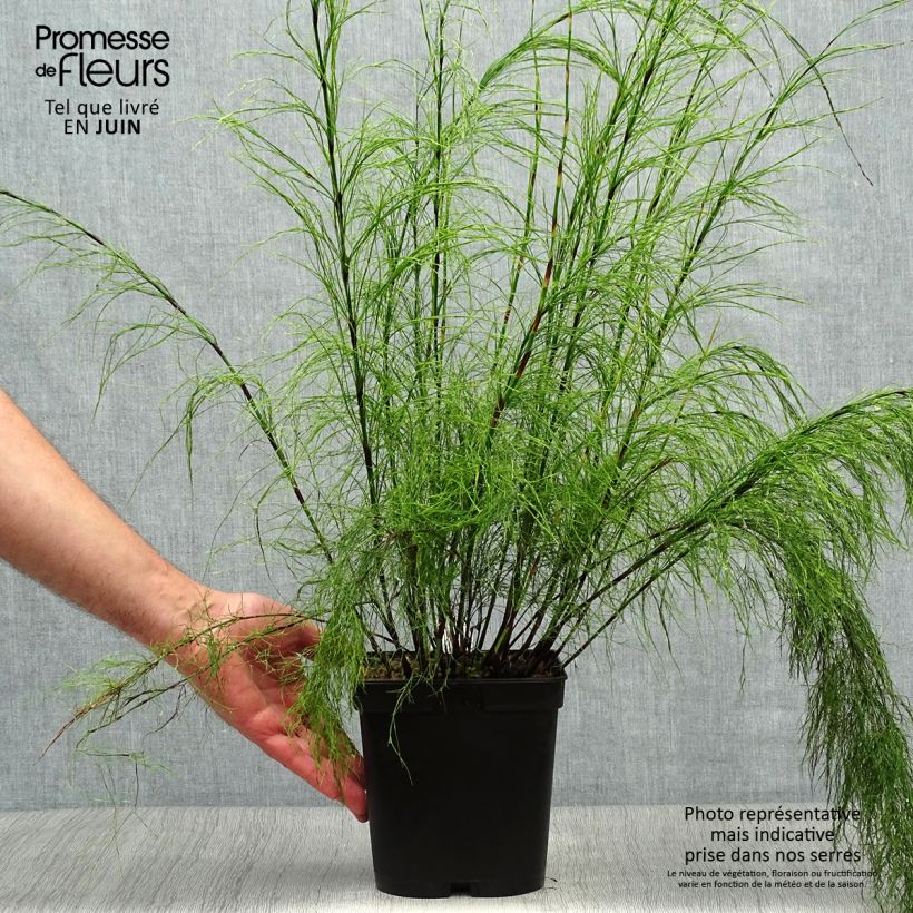 Ischyrolepis subverticillata - Restio Pot de 2L/3L sample as delivered in summer