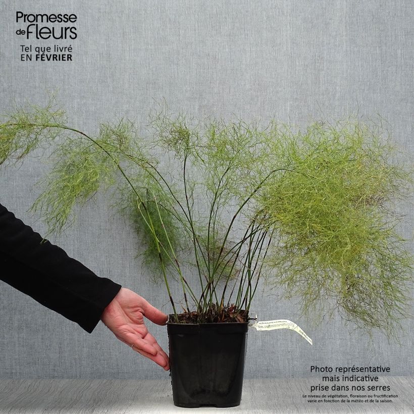 Ischyrolepis subverticillata - Restio Pot de 2L/3L sample as delivered in winter