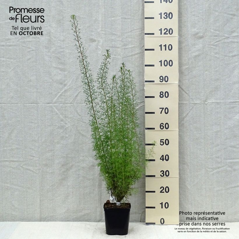 Isopogon formosus 3L/4L pot sample as delivered in autumn