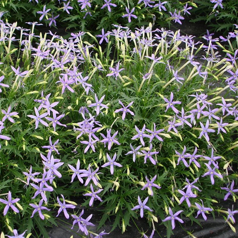 Isotoma axillaris Tristar Deep Blue - Rock Isotome (Flowering)